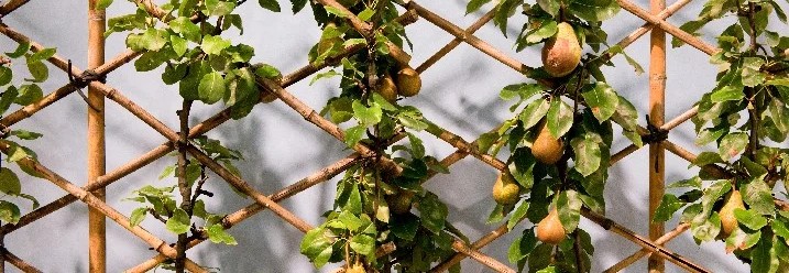 Birnenbaum an einem Spalier aus Bambus